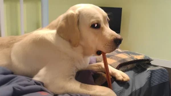 Unleashing Laughter: The Joys and Challenges of Dog Parenting Cover