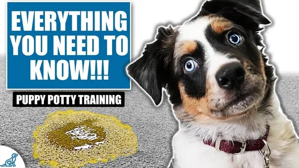 Housebreaking Your Puppy: Tips and Tricks for Success Cover