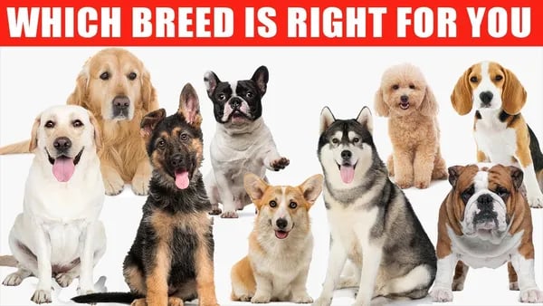 Choosing the Right Dog for Your Lifestyle: A Comprehensive Guide Cover